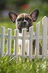 sitzender Franzsische Bulldogge Welpe