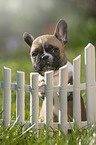 Franzsische Bulldogge Welpe am Zaun