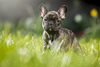 Franzsische Bulldogge Welpe steht im Gras