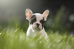 sitzender Franzsische Bulldogge Welpe
