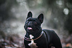 Franzsische Bulldogge