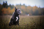 sitzende Franzsische Bulldogge