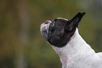 Franzsische Bulldogge Portrait