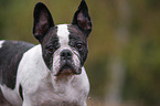 Franzsische Bulldogge Portrait