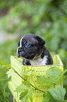 Franzsische Bulldogge Welpe in Kiste