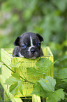 Franzsische Bulldogge Welpe in Kiste