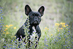 Franzsische Bulldogge Portrait