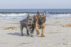 zwei Franzsische Bulldogge Welpen