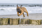 Franzsische Bulldogge Welpe springt ber Buhne