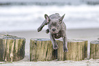 Franzsische Bulldogge Welpe springt ber Buhne