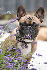 Franzsische Bulldogge Portrait