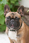 Franz�sische Bulldogge Portrait