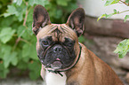 Franz�sische Bulldogge Portrait