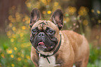 Franz�sische Bulldogge Portrait