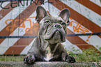 French Bulldog