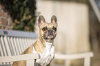 Franzsische Bulldogge Portrait