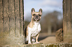 sitzende Franzsische Bulldogge