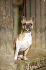 sitzende Franzsische Bulldogge
