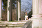 sitzende Franzsische Bulldogge