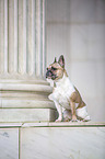 sitzende Franzsische Bulldogge