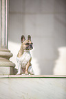 sitzende Franzsische Bulldogge