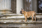 stehende Franzsische Bulldogge