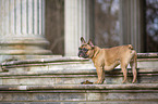 stehende Franzsische Bulldogge