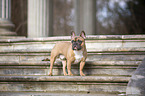 stehende Franzsische Bulldogge