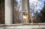 stehende Franzsische Bulldogge
