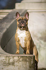 stehende Franzsische Bulldogge