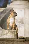 stehende Franzsische Bulldogge