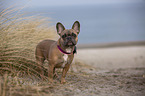 Franzsische Bulldogge an der Ostsee