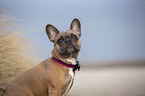 Franzsische Bulldogge an der Ostsee