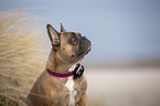 Franzsische Bulldogge an der Ostsee