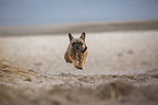 Franzsische Bulldogge an der Ostsee