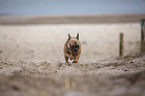 Franzsische Bulldogge an der Ostsee
