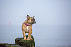 Franzsische Bulldogge an der Ostsee