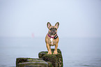 Franzsische Bulldogge an der Ostsee