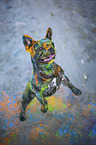 Franzsische Bulldogge mit Holi Pulver