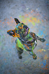 Franzsische Bulldogge mit Holi Pulver