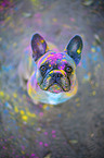 sitzende Franzsische Bulldogge