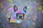 sitzende Franzsische Bulldogge