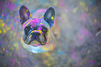 sitzende Franzsische Bulldogge