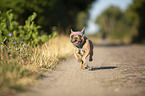 rennende Franzsische Bulldogge