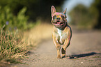 rennende Franzsische Bulldogge