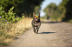 rennende Franzsische Bulldogge