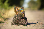 liegende Franzsische Bulldogge