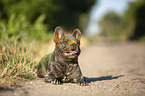 liegende Franzsische Bulldogge