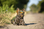 liegende Franzsische Bulldogge