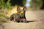 liegende Franzsische Bulldogge